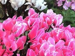 20100118214838_1.jpg