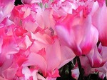 20100118215819_4.jpg