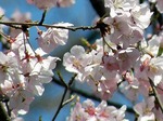 20090404172006_4.jpg